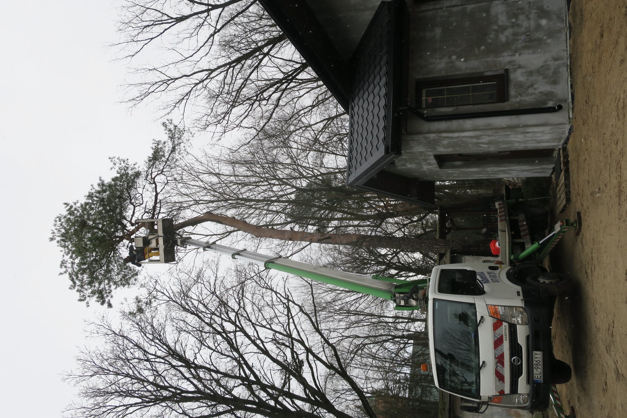 Pracownik w koszu podnośnika tnie gałęzie sosny w pobliżu domu z szarą elewacją i ciemnym dachem, widok na drzewa bez liści i padający śnieg.