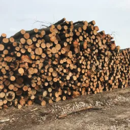 Stos świeżo ściętych, okrągłych bali drewna ułożonych w dużą pryzmę na ziemi z resztkami kory i gałęzi, pod pochmurnym niebem.