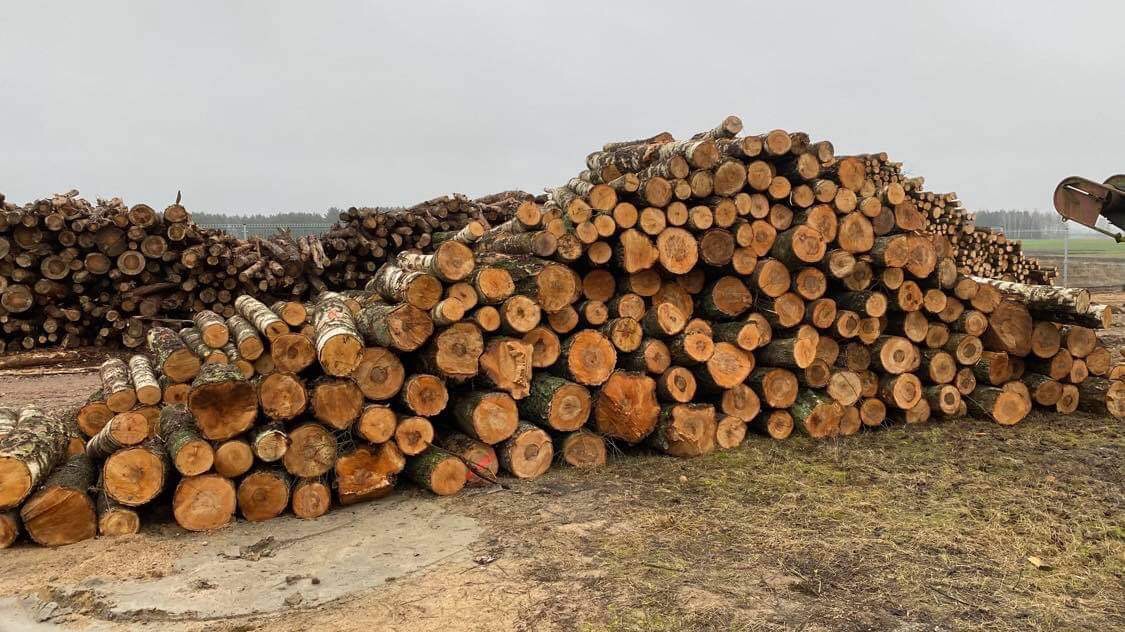 Stosy pociętych kłód drewna, głównie brzozowego, składowane na placu tartaku, widoczne ślady kory na niektórych kawałkach, w tle kolejne pryzmy drewna i fragment maszyny.