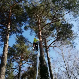 Prace arborystyczne z wykorzystaniem technik alpinistycznych