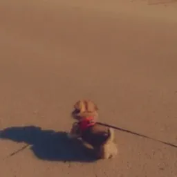 Mały piesek rasy Shih Tzu w czerwonej uprzęży, spacerujący po asfalcie w słoneczny dzień, widok z tyłu.