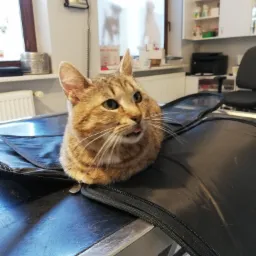 Nasza podopieczna- Pchełka :)