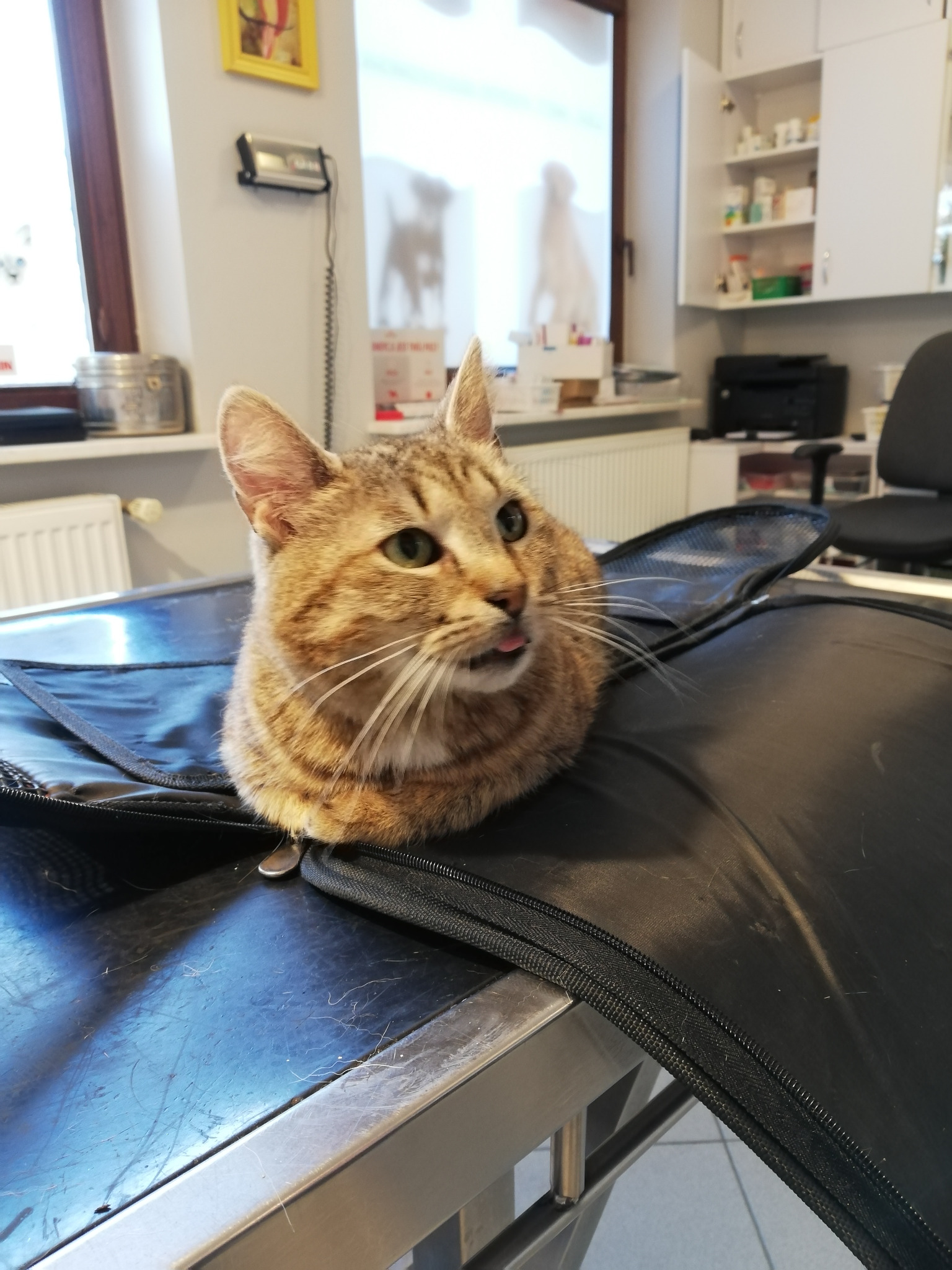 Nasza podopieczna- Pchełka :)