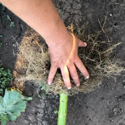 Dłoń pokazuje system korzeniowy słonecznika wyciągniętego z ziemi, widoczny fragment łodygi i liść, na ziemi leżą nasiona.
