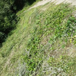 Pielęgnacja ogrodów Inowrocław 2