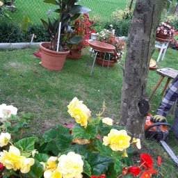 Pielęgnacja ogrodów Inowrocław 4