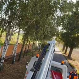 Widok z podnośnika koszowego na aleję drzew, pracownik w pomarańczowym kombinezonie idzie obok pojazdu.