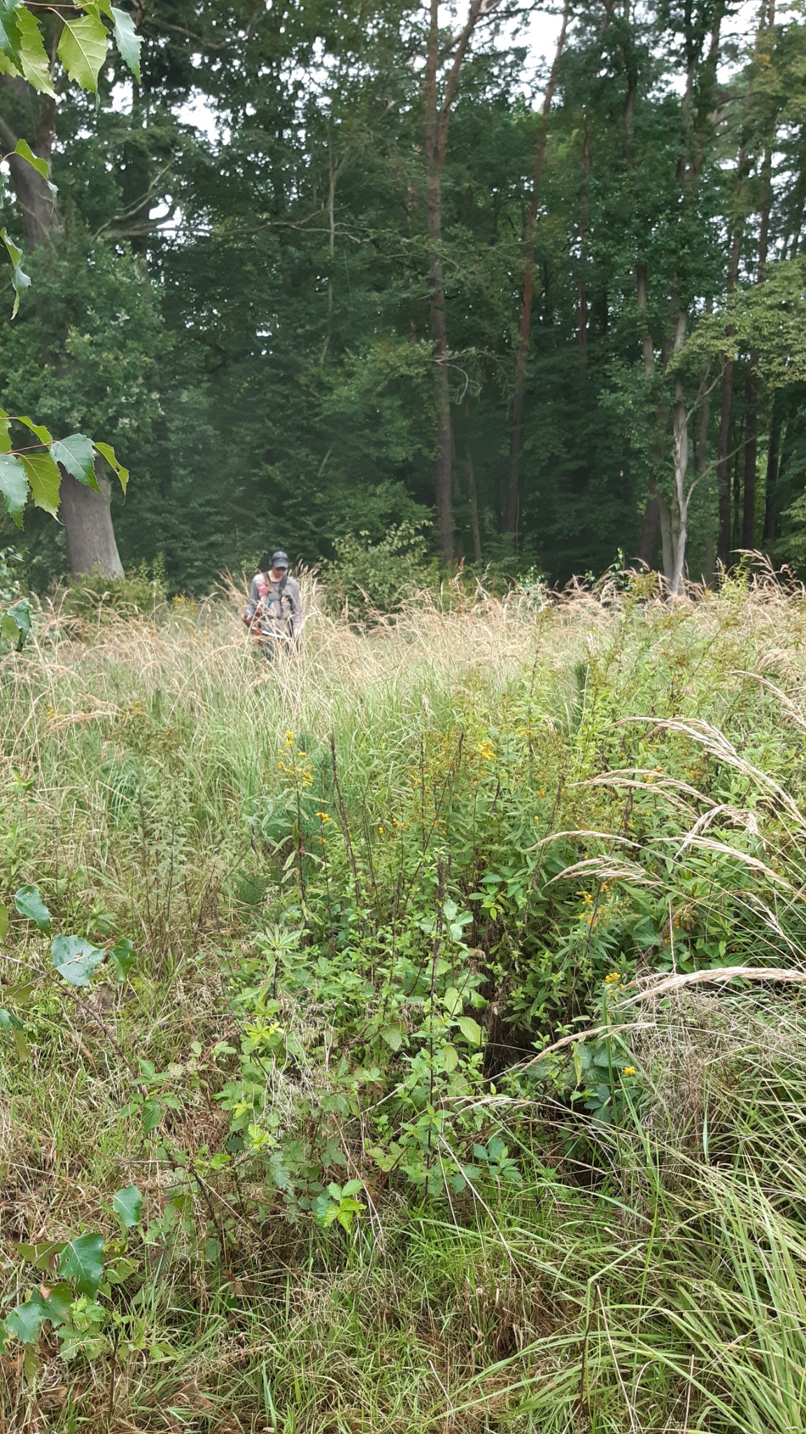 Osoba w czapce i roboczym ubraniu z podkaszarką na plecach stoi na skraju lasu, w wysokiej trawie z żółtymi kwiatami.
