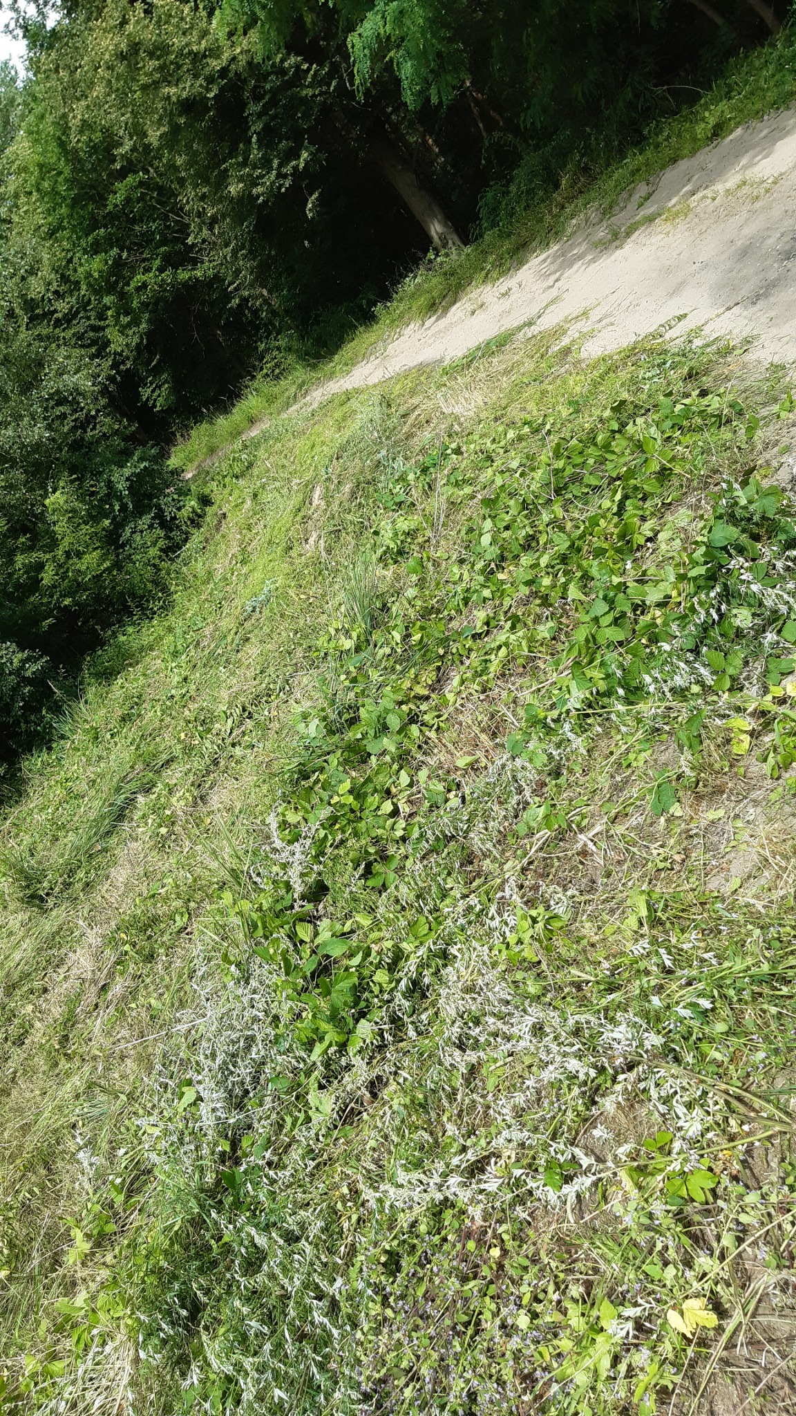 Skarpa porośnięta trawą, winobluszczem i bylicą polną, z widocznym piaszczystym brzegiem drogi w tle.