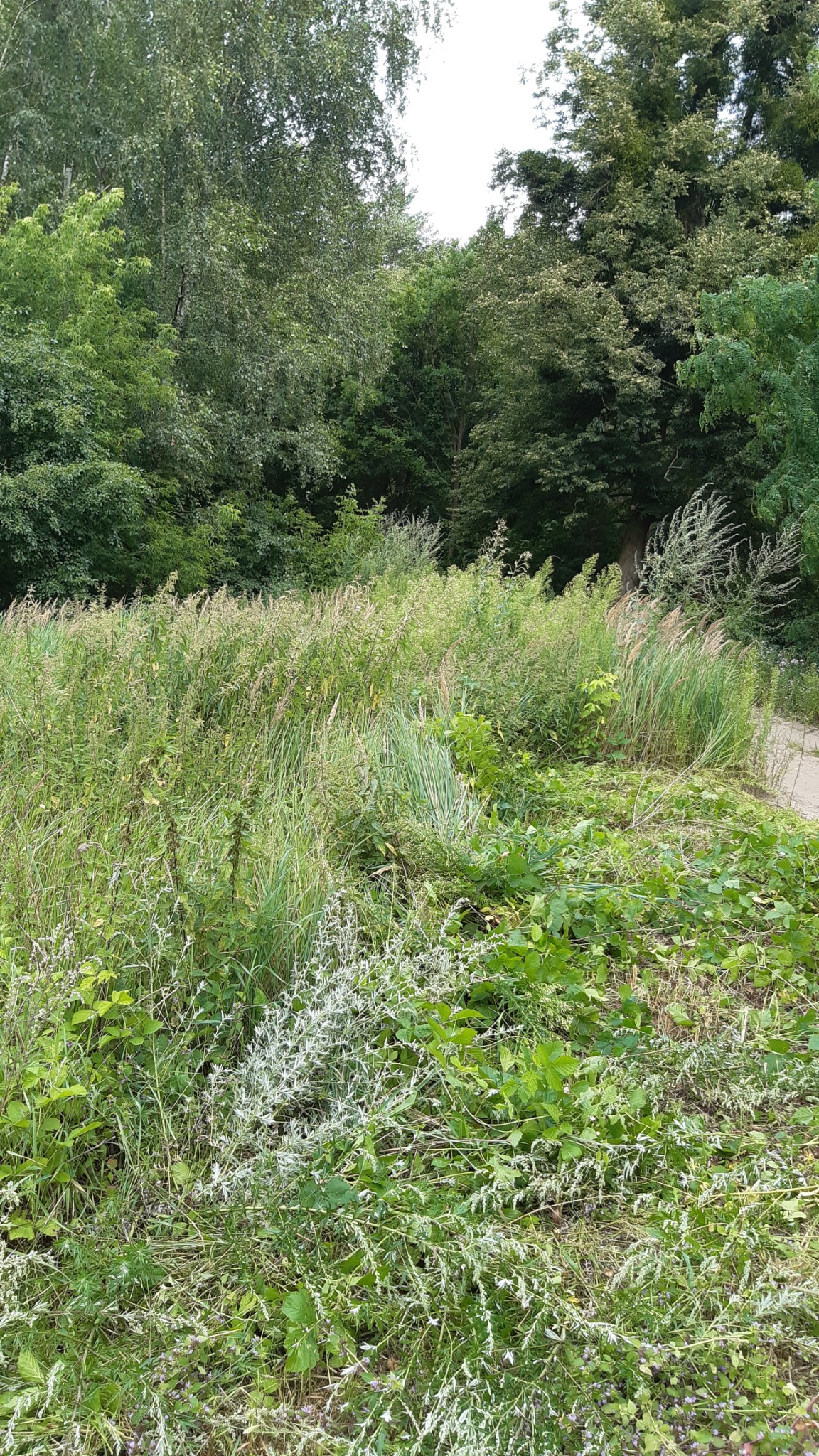 Zarośnięty teren z wysoką trawą i różnorodną roślinnością, w tle widoczne drzewa, ścieżka w oddali.