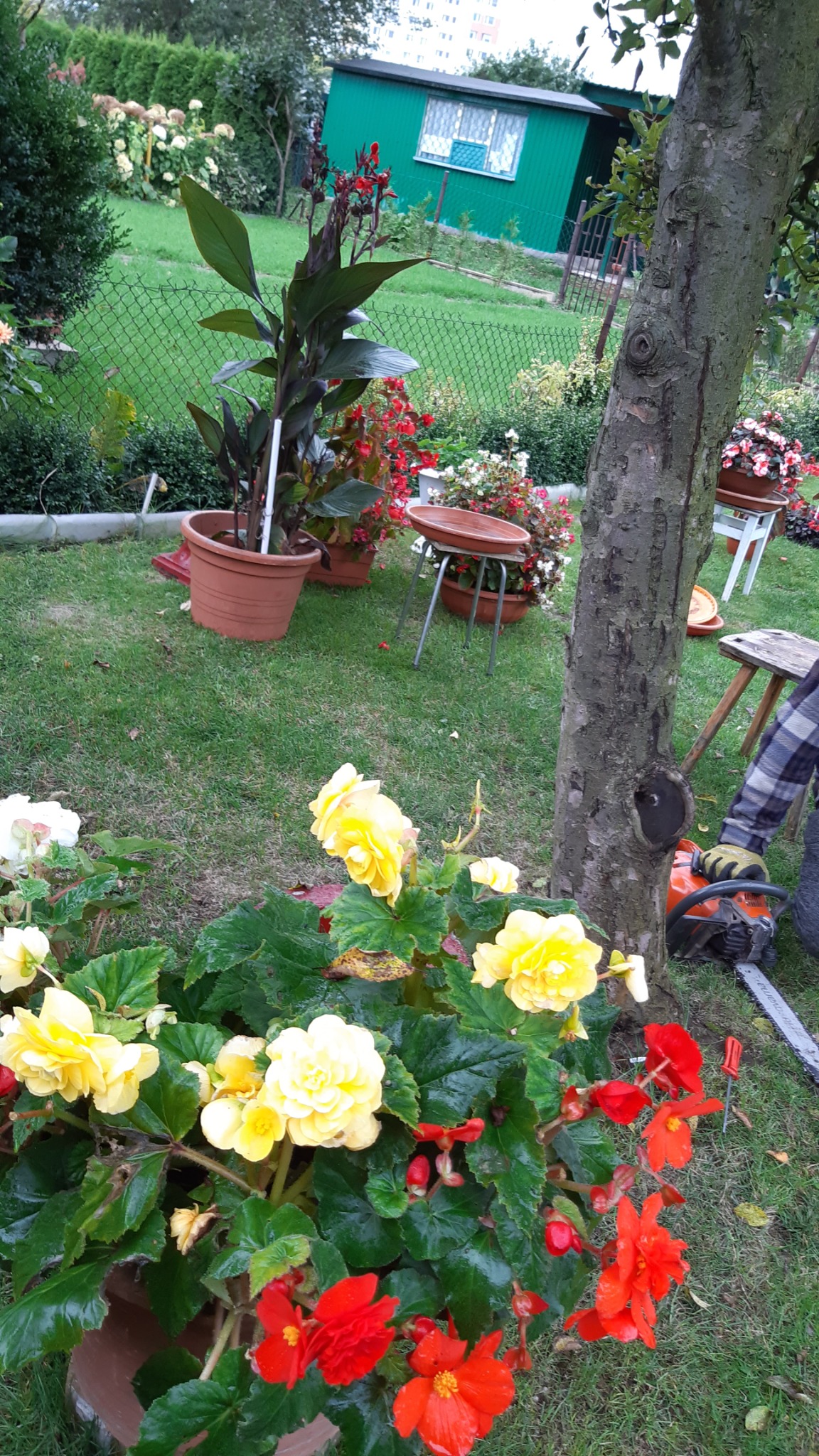 Osoba w kraciastej koszuli, w rękawicach, przycina drzewo piłą spalinową w ogrodzie, gdzie rosną kwiaty w donicach.