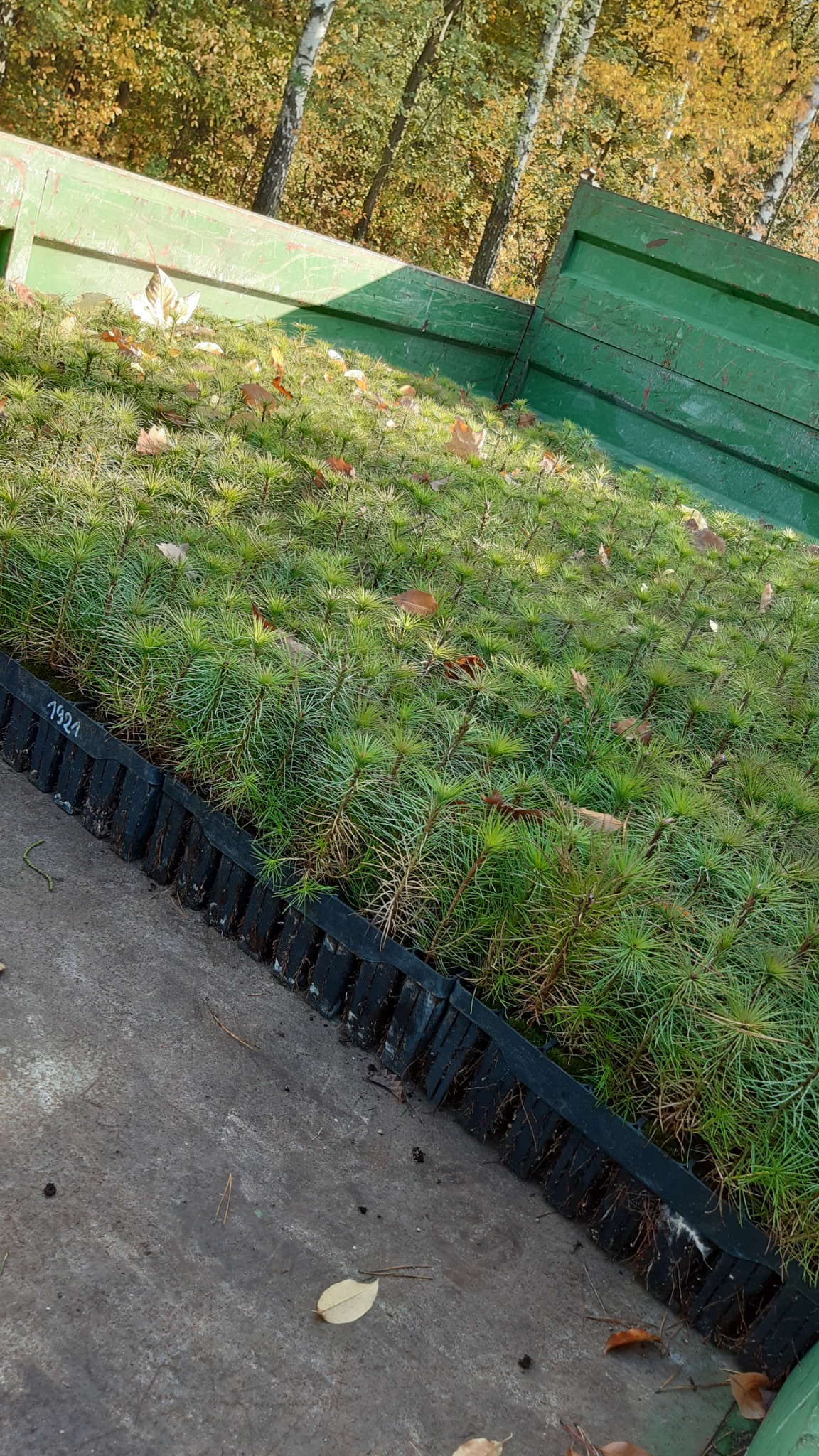 Sadzonki drzew iglastych w czarnych paletach transportowane w przyczepie, widoczne opadłe liście i fragment lasu w tle.