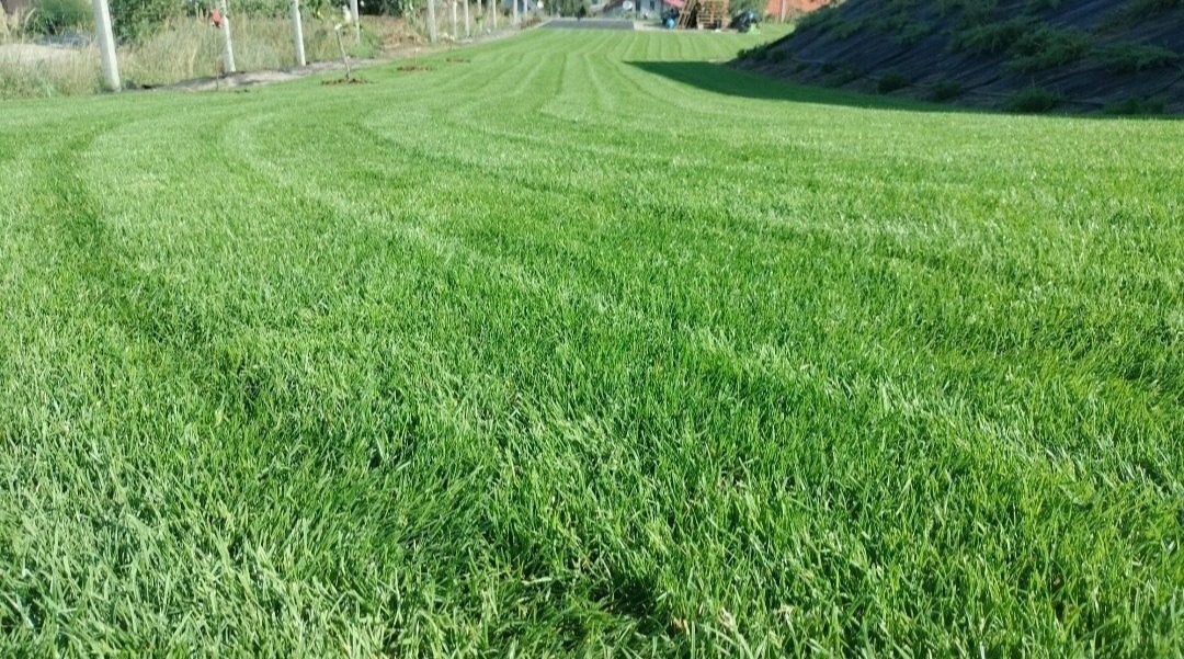 Równomiernie przystrzyżony trawnik z widocznymi śladami po kosiarce, w tle drzewa i niewielkie wzniesienie.