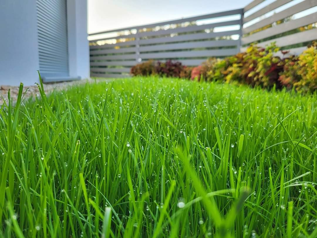 Świeżo skoszona, soczysta trawa z kroplami rosy w porannym słońcu, na tle białego ogrodzenia i fragmentu budynku.