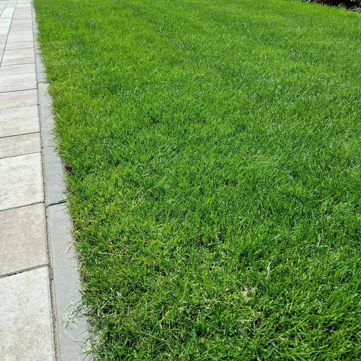 Soczysta, gęsta trawa o intensywnym zielonym kolorze, granicząca z jasnoszarą kostką brukową. Widoczne świeżo skoszone źdźbła trawy przy krawędzi kostki.