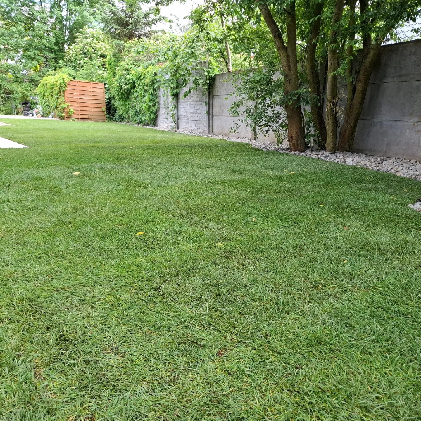 Świeżo skoszony trawnik z widocznymi śladami koszenia, graniczący z betonowym ogrodzeniem obsadzonym pnączami i drzewami, oddzielony pasem białego żwiru.
