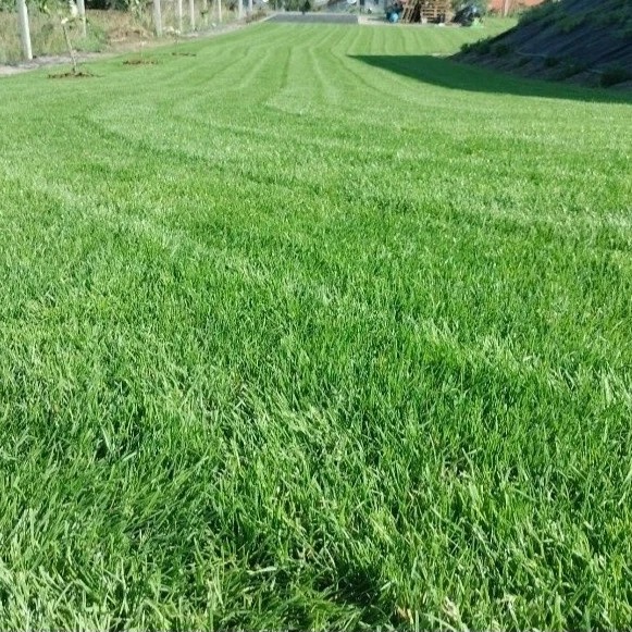 Soczysta, zielona trawa po koszeniu, z widocznymi pasami, na tle ogrodzenia i skarpy.