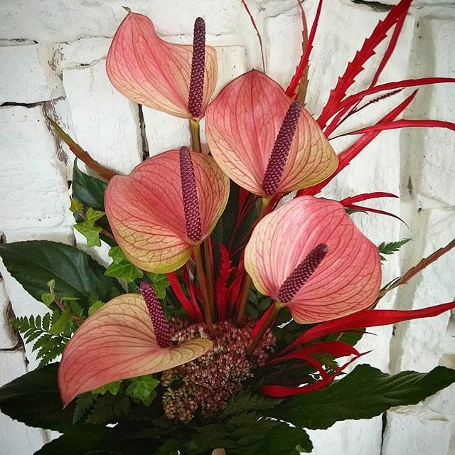Kompozycja z czterech kwiatów anturium o różowych płatkach i ciemnych kolbach na tle białej, teksturowanej ściany z cegieł, uzupełniona zielonymi liśćmi i czerwonymi akcentami.