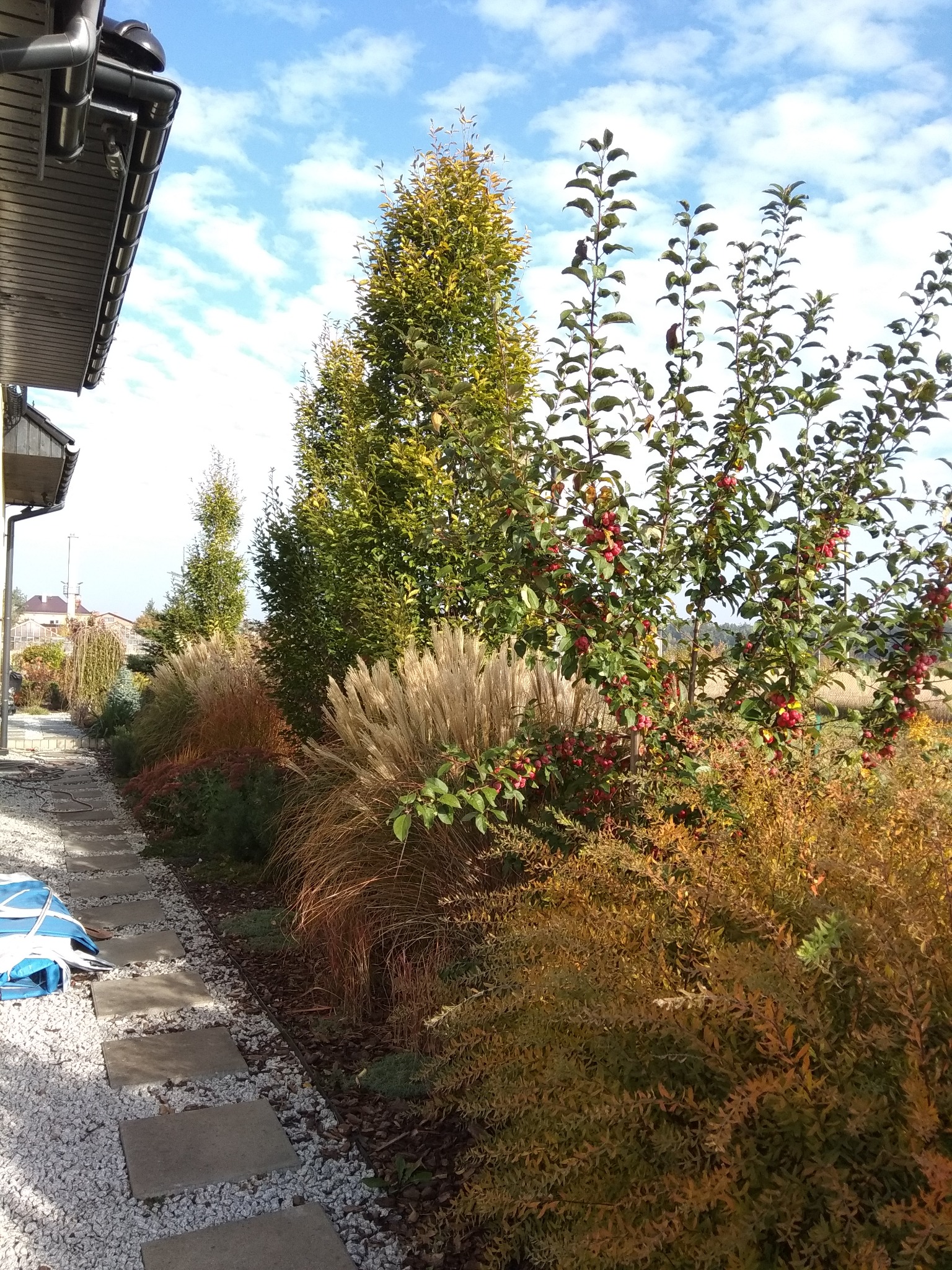 Jesienny ogród z kwitnącą jabłonią ozdobną z czerwonymi owocami, ozdobnymi trawami i ścieżką z płyt chodnikowych wysypaną białym grysem, widok z perspektywy bocznej.