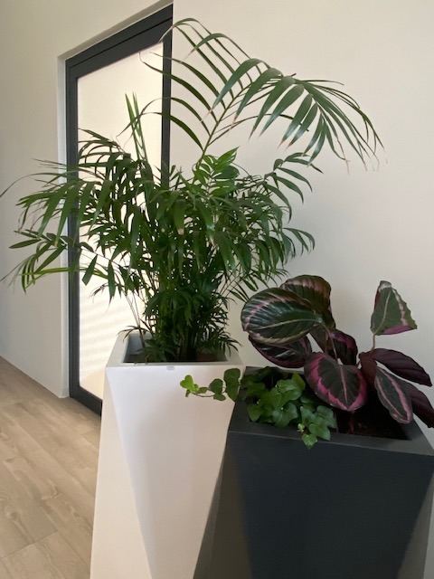 Gliwice 1-zieleń we wnętrzach biurowych