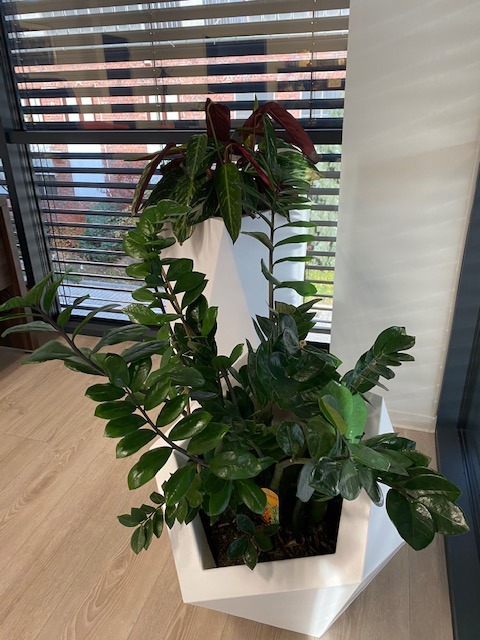 Gliwice 1- zieleń-wnętrza biurowe