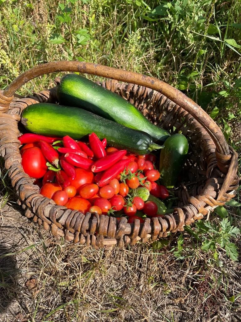 Wiklinowy kosz wypełniony świeżo zebranymi warzywami: zielonymi cukiniami, czerwonymi pomidorami koktajlowymi i papryczkami chili, leżący na trawie.