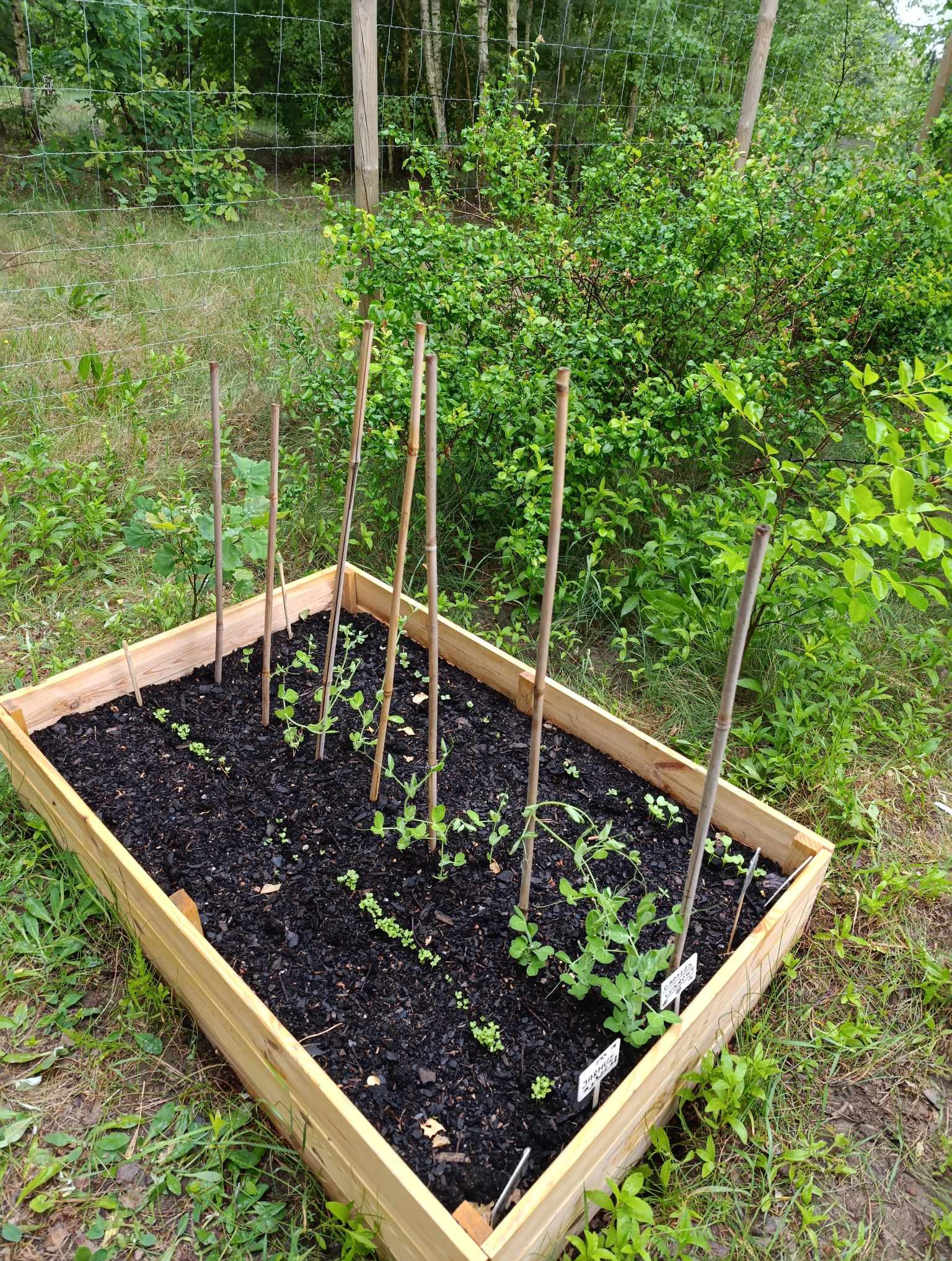 Podwyższona grządka z młodymi sadzonkami roślin, wsparta bambusowymi tyczkami, otoczona zielenią trawy i krzewów, w ogrodzie z siatką.