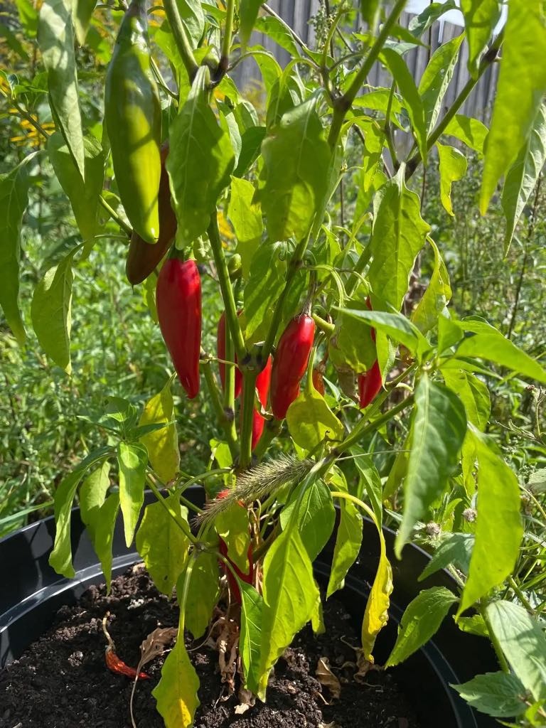 Roślina papryki chili w czarnej donicy, z zielonymi i czerwonymi papryczkami, liście zielone, niektóre lekko pożółkłe, w tle trawa i drewniany płot.