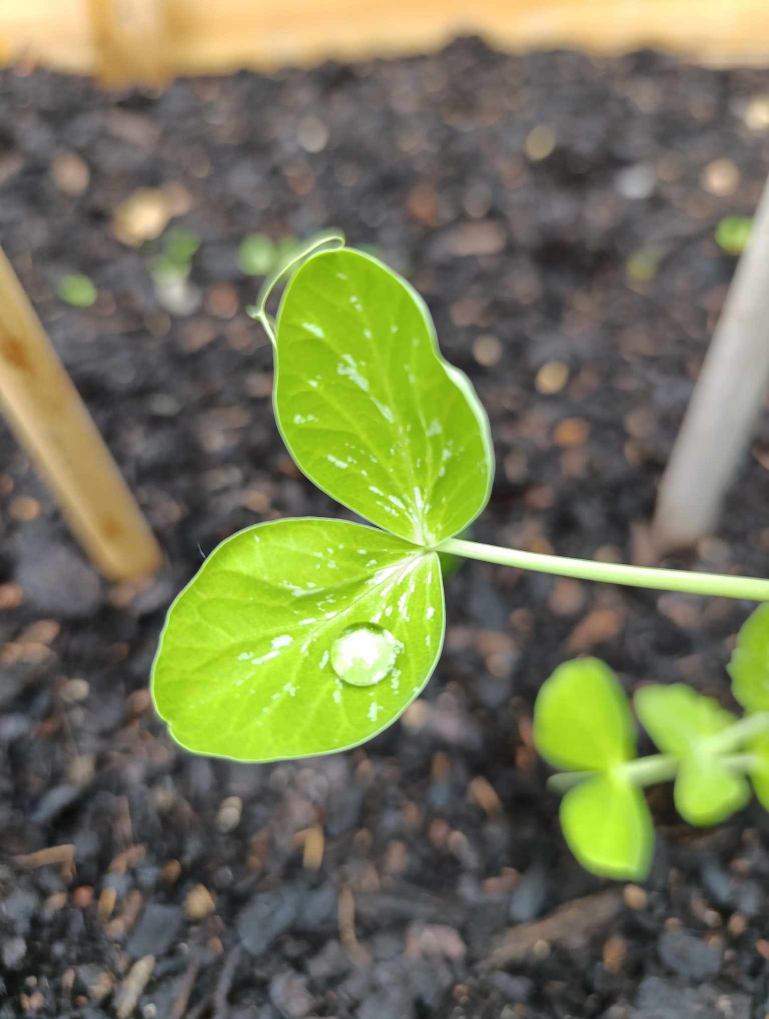 Młoda roślina groszku cukrowego z kroplą wody na liściu, widoczna na tle świeżo spulchnionej ziemi.