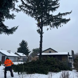 Wycinka drzew Warszawa 1