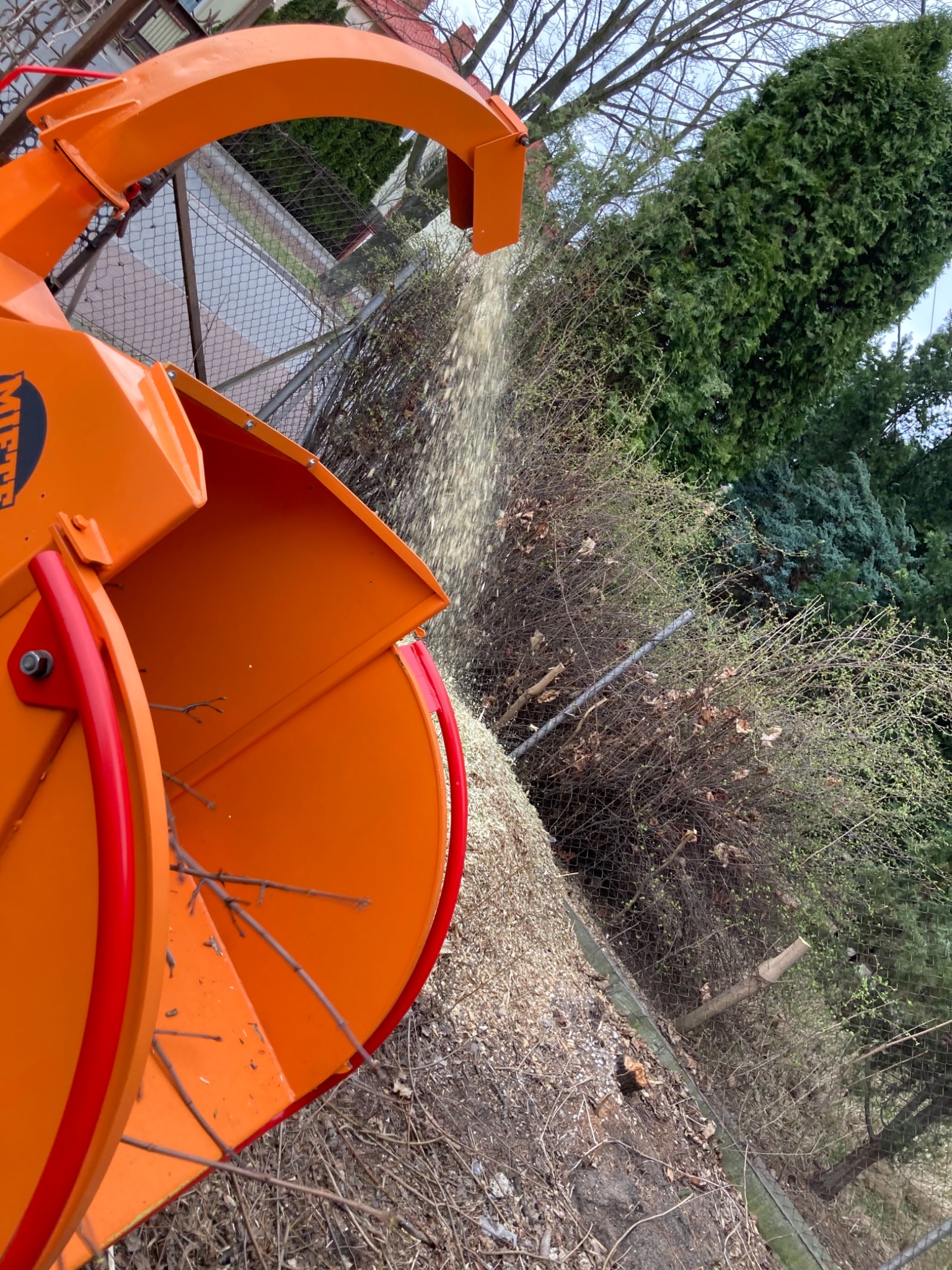 Pomarańczowy rębak do gałęzi w trakcie pracy, wyrzucający zrębki na tle zieleni i metalowej siatki ogrodzeniowej, widoczne drobne gałęzie w podajniku.