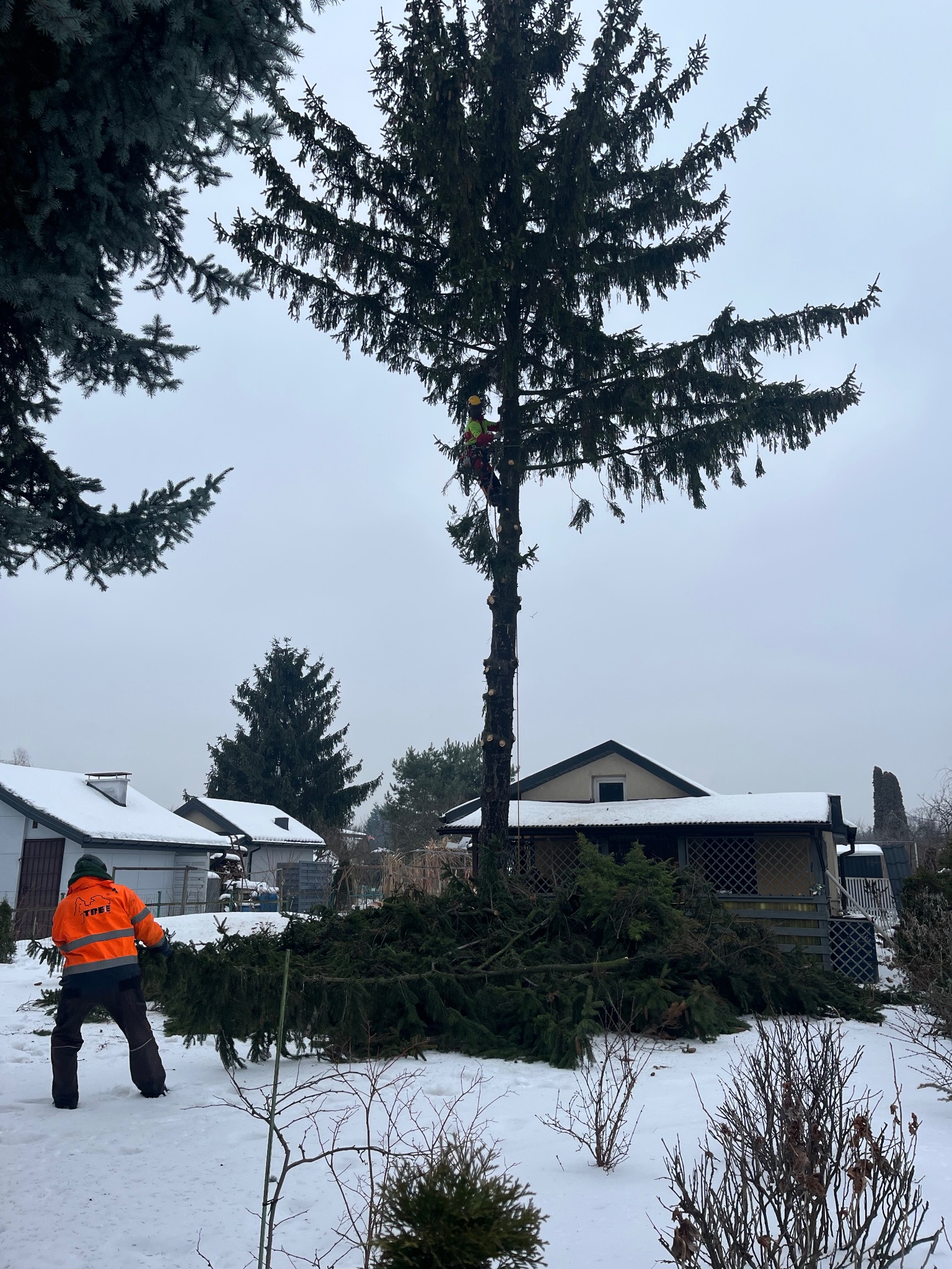 Zimowy krajobraz z pracownikiem w pomarańczowej kurtce zbierającym gałęzie po wycince drzewa. Na drzewie widać drugiego pracownika zabezpieczonego linami.