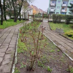 Przemysłowy Serwis Sprzątający - Zaniedbany ogródek przed blokiem z wyblakłą kostką brukową, widoczne uschnięte krzewy róż i chwasty, w tle ogrodzenie i budynki mieszkalne w pochmurny dzień.