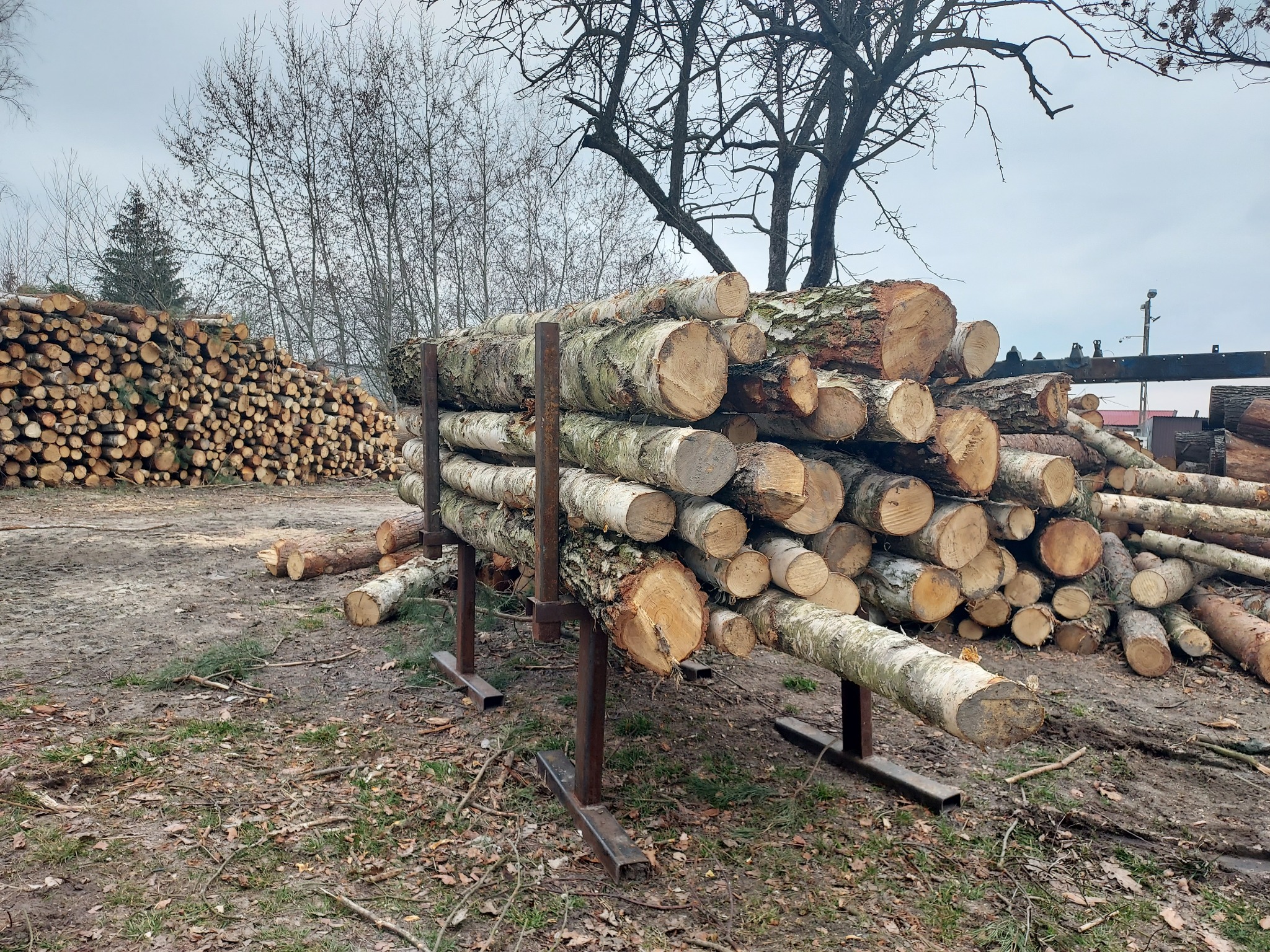 Stosy pociętych kłód drewna, głównie brzozy, ułożone na metalowych stojakach na ziemi pokrytej liśćmi i gałązkami, z dodatkowym stosem drewna w tle i nagimi drzewami na horyzoncie.