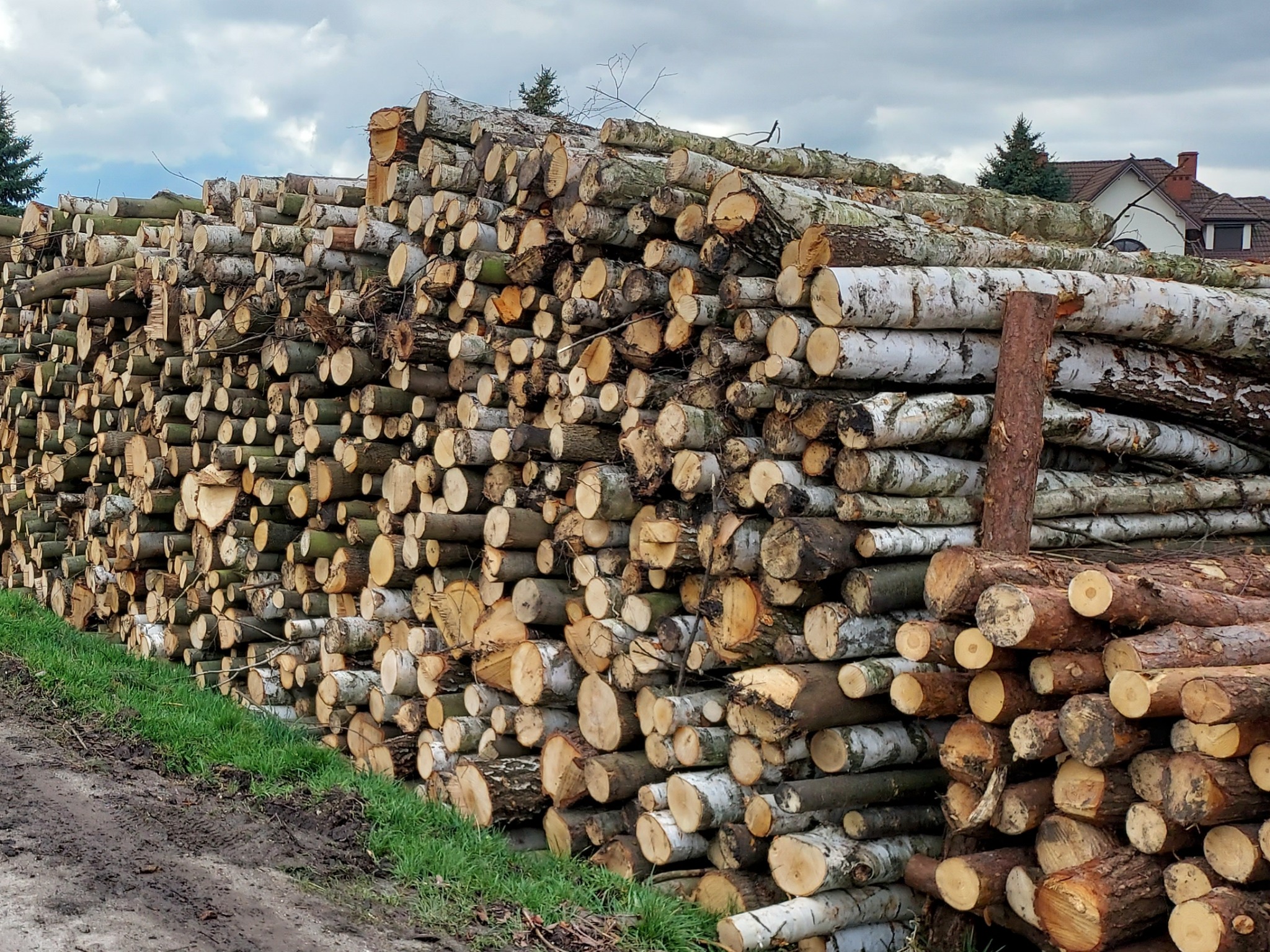 Stosy pociętych kłód drewna, głównie brzozy, ułożone wzdłuż drogi gruntowej z zieloną trawą, z domem jednorodzinnym w tle pod pochmurnym niebem.