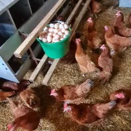 Kury nioski w kurniku, zielone wiadro wypełnione zebranymi produktami, słomiana ściółka