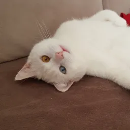 Biały kot z różnokolorowymi oczami (heterochromia) leży na brązowej kanapie, odwrócony do góry nogami.