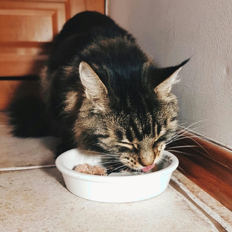 Tabby kot je mokrą karmę z białej miski, wystawiając język, widoczne płytki podłogowe i fragment drzwi.