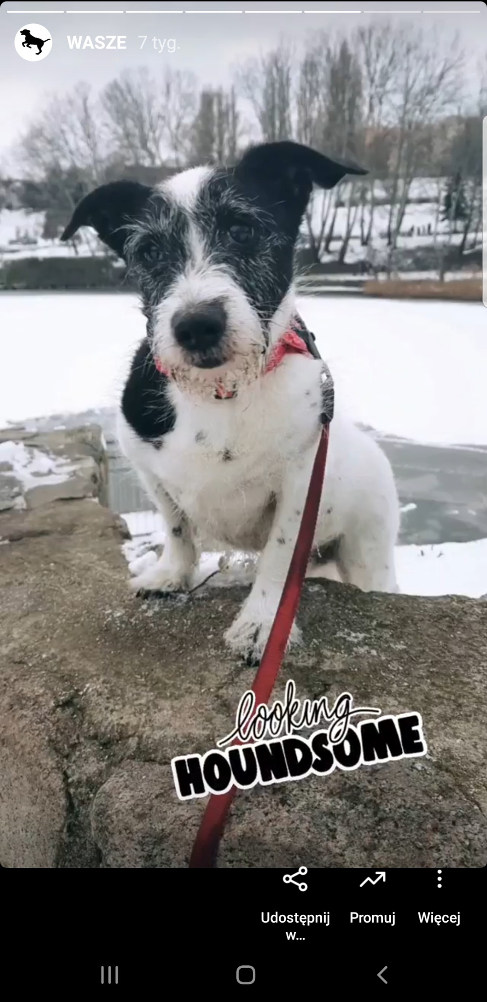 Uśmiechnięty pies rasy Jack Russell Terrier na smyczy, stojący na kamiennym murku z lekko zabrudzonym pyszczkiem, w tle zamarznięte jezioro i drzewa bez liści.