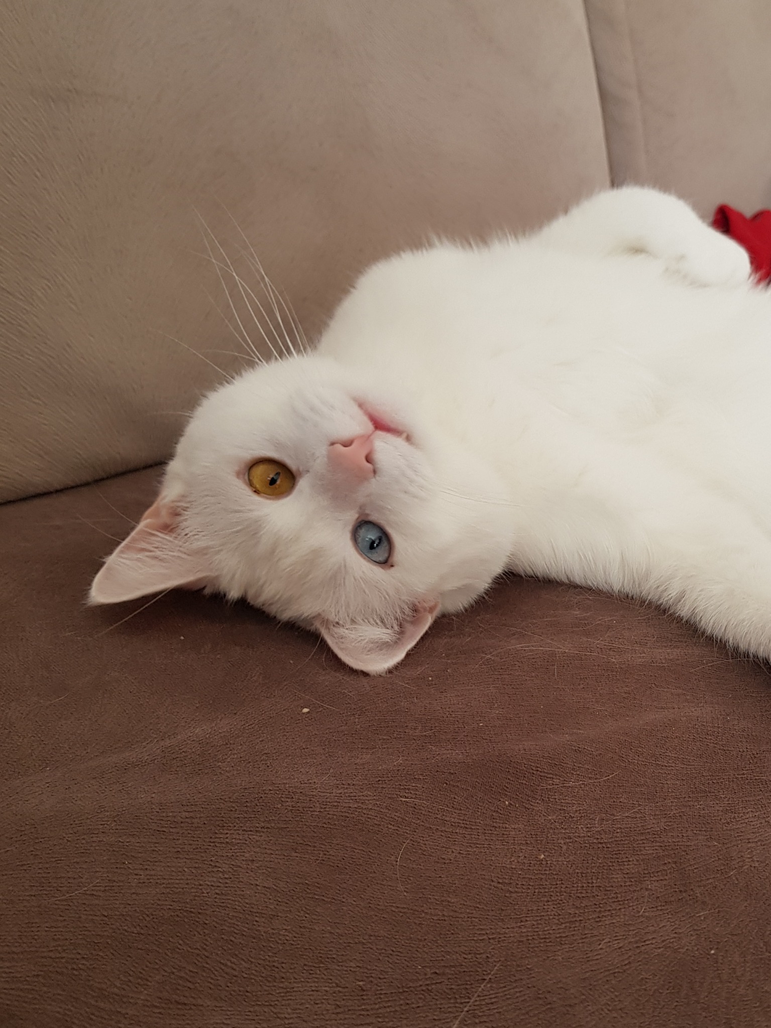 Biały kot z różnokolorowymi oczami (heterochromia) leży na brązowej kanapie, odwrócony do góry nogami.