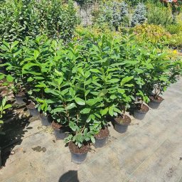 Henrix Dorota Krulikowska - Staranny Drenaż Pruszków