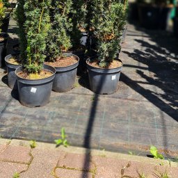 Henrix Dorota Krulikowska - Szkółka iglaków: rzędy cisów w czarnych donicach na macie szkółkarskiej, cienie rzucane przez drzewa, kostka brukowa w tle.