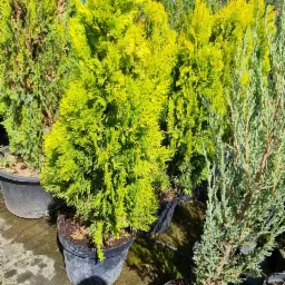 Słoneczne ujęcie różnych odmian iglaków w czarnych donicach, z przewagą jasnozielonych tui w kształcie kuli, ustawionych na betonowej powierzchni.