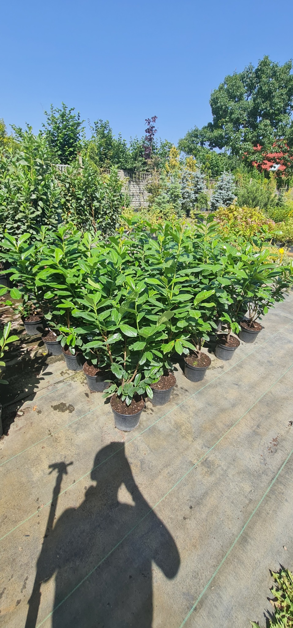 Rząd sadzonek zielonych roślin w czarnych doniczkach na betonowym podłożu z widocznym cieniem osoby robiącej zdjęcie, w tle zieleń drzew i krzewów oraz fragment muru.