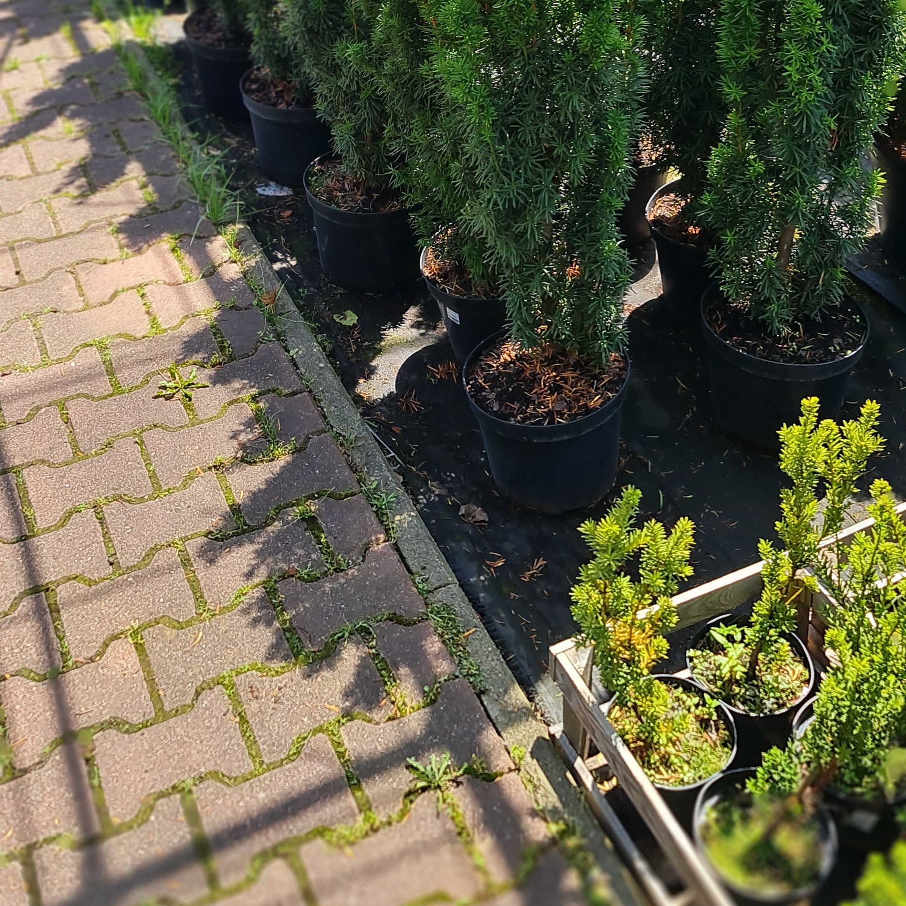 Rząd donic z iglakami ustawionych obok chodnika z kostki brukowej, w tle widoczne inne rośliny w drewnianej skrzyni.