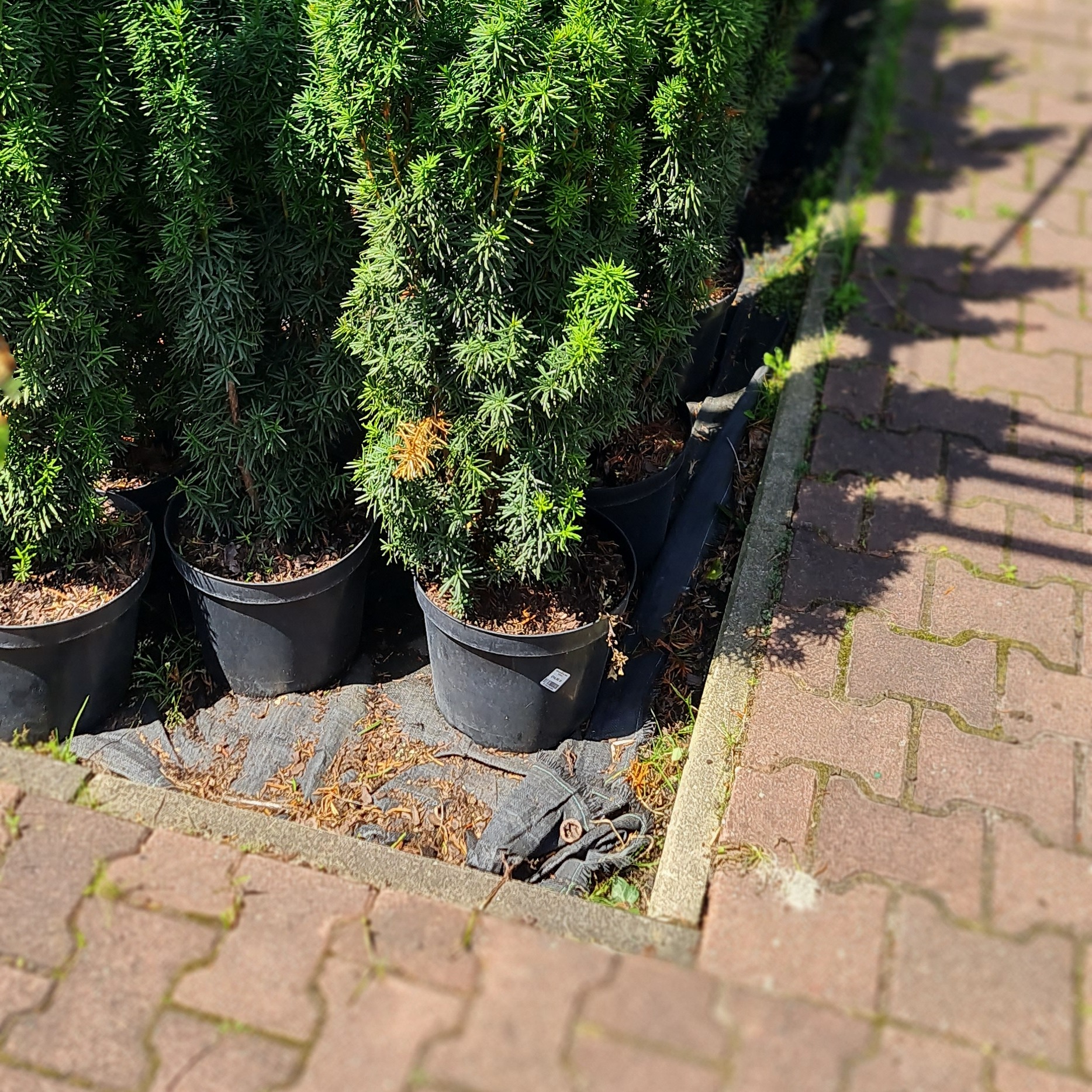 Cis pospolity w czarnych donicach ustawiony wzdłuż chodnika z kostki brukowej, na tle zieleni, widoczne pozostałości po liściach i igliwiu na geowłókninie.