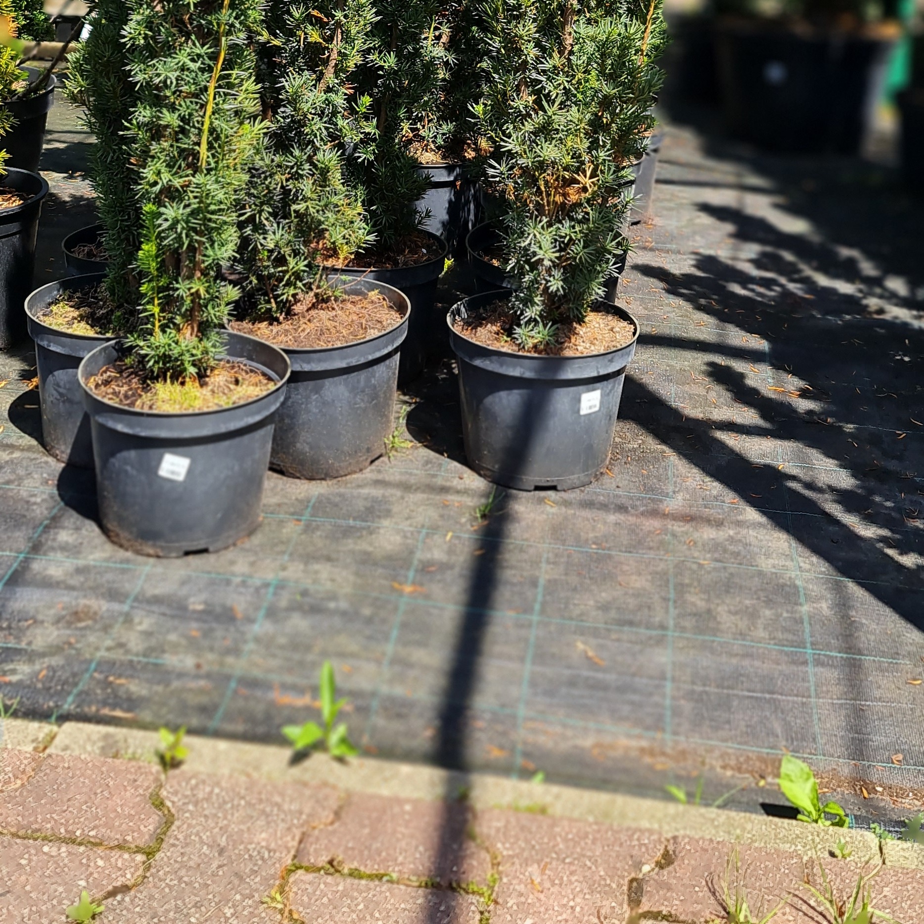 Szkółka iglaków: rzędy cisów w czarnych donicach na macie szkółkarskiej, cienie rzucane przez drzewa, kostka brukowa w tle.