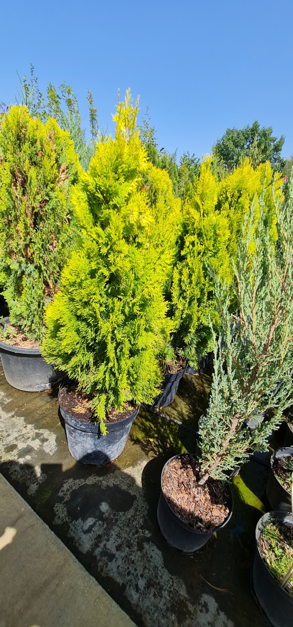 Słoneczne ujęcie różnych odmian iglaków w czarnych donicach, z przewagą jasnozielonych tui w kształcie kuli, ustawionych na betonowej powierzchni.