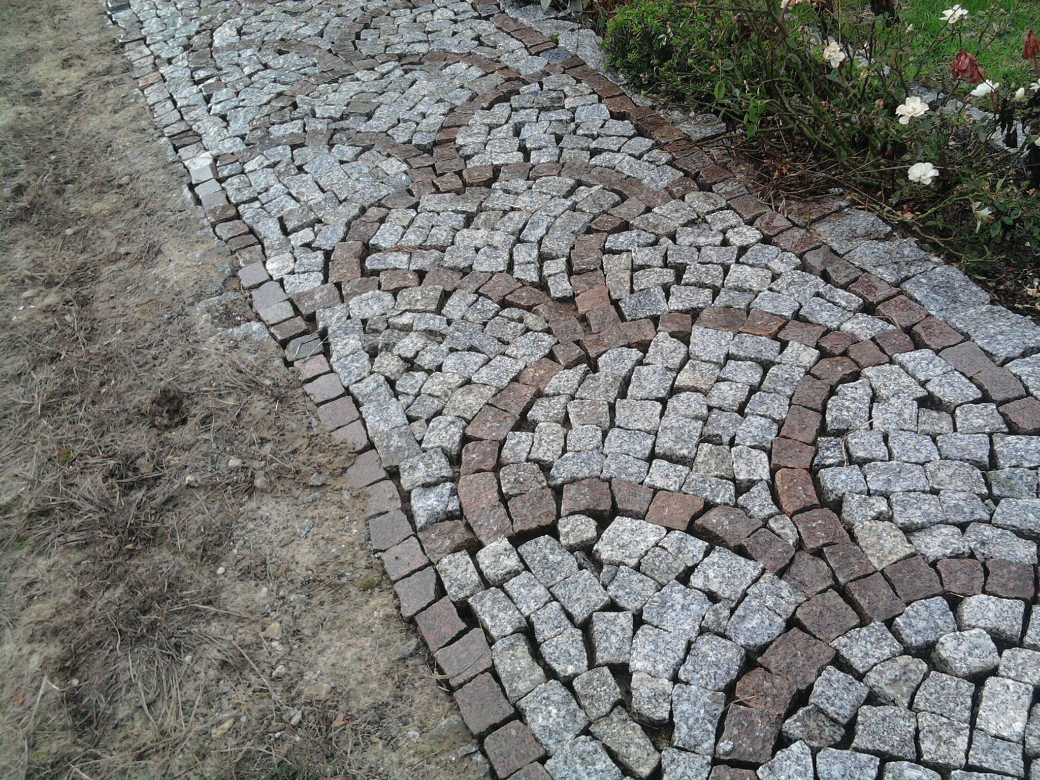 Ścieżka z kostki granitowej ułożona w dekoracyjny wzór z szarych i brązowych kostek, obrzeże z brązowej kostki, obok rabata z kwitnącymi białymi różami.