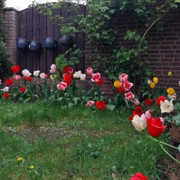 Pielęgnacja ogrodów Smolec 4